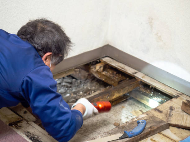 Best Emergency Mold Removal  in Frisco City, AL