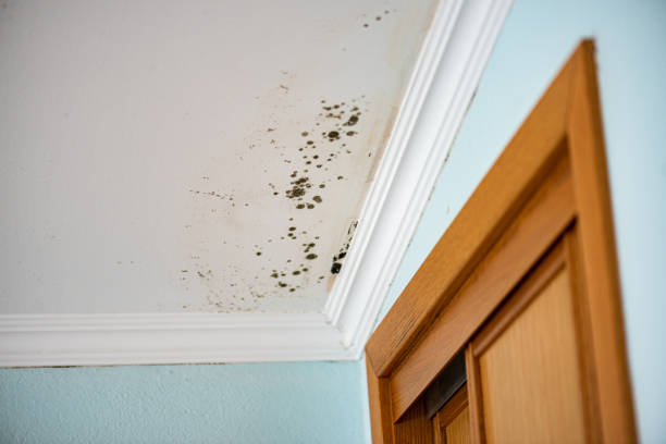 Best Residential Mold Removal  in Frisco City, AL