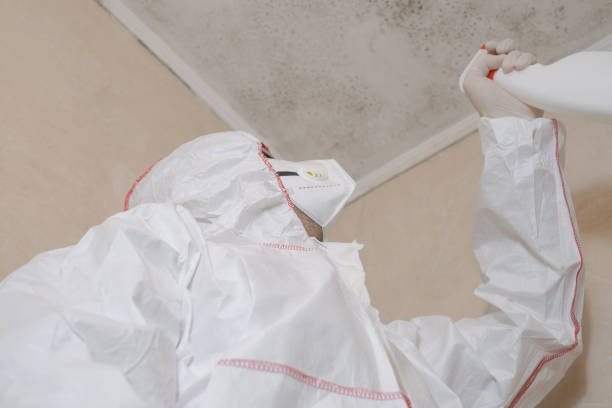 Best Local Mold Removal Service  in Frisco City, AL