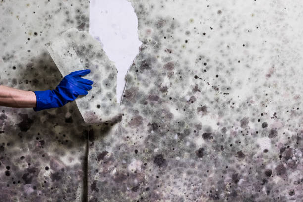 Best Mold Damage Repair  in Frisco City, AL